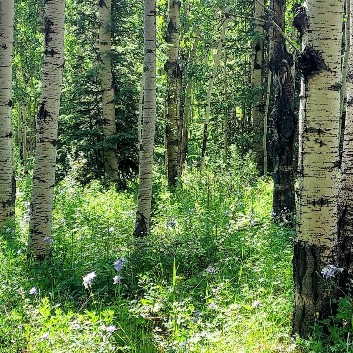unnamed image